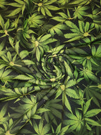 Forest Cannabis