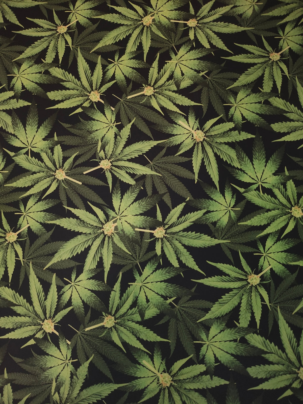 Forest Cannabis